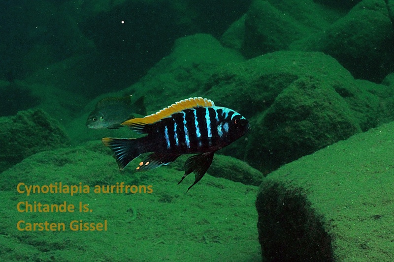 Cynotilapia aurifrons 'Chitande Island'